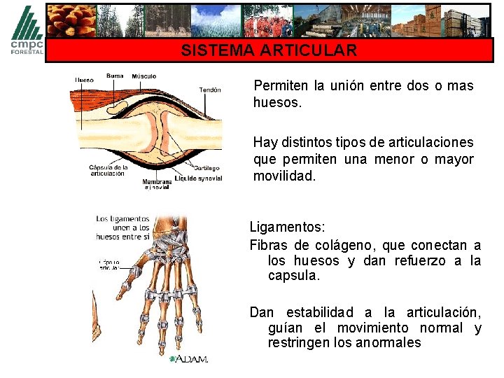 SISTEMA ARTICULAR Permiten la unión entre dos o mas huesos. Hay distintos tipos de