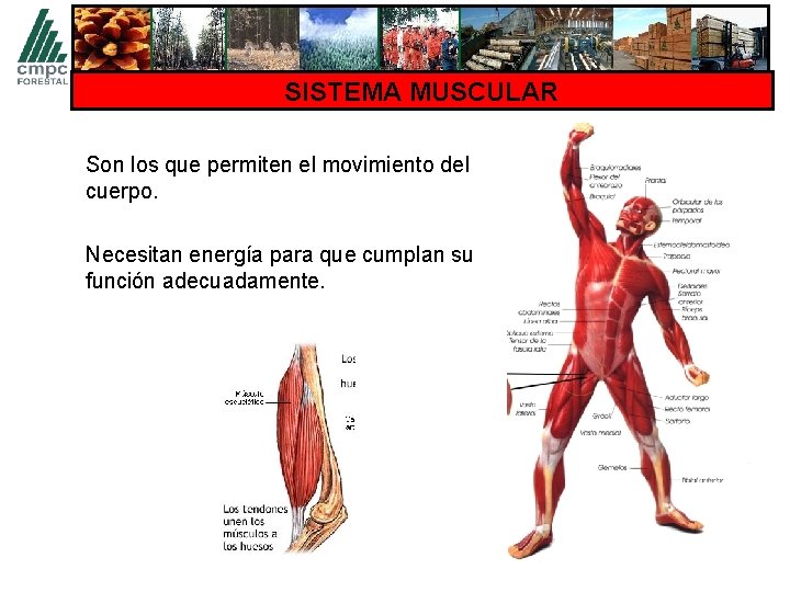 SISTEMA MUSCULAR Son los que permiten el movimiento del cuerpo. Necesitan energía para que