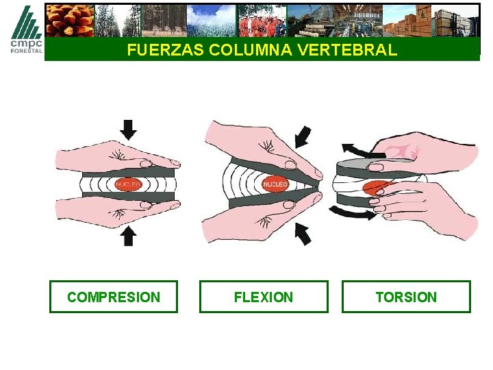 FUERZAS COLUMNA VERTEBRAL COMPRESION FLEXION TORSION 