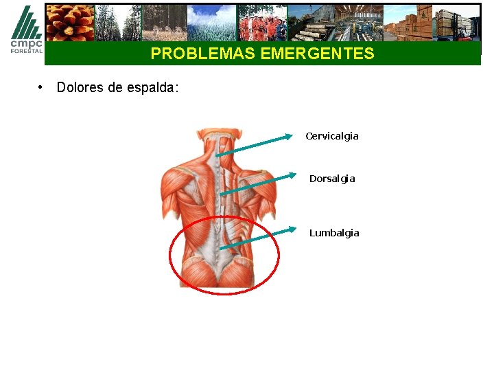 PROBLEMAS EMERGENTES • Dolores de espalda: Porun trabajo sano y seguro Cervicalgia Dorsalgia Lumbalgia