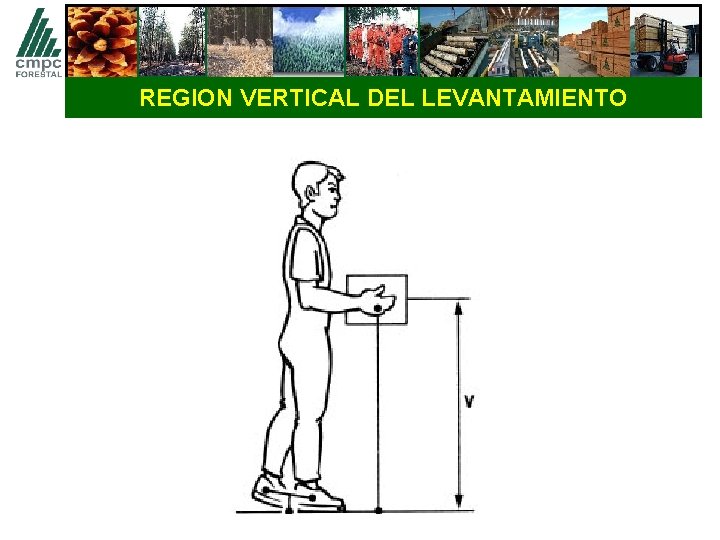 REGION VERTICAL DEL LEVANTAMIENTO 