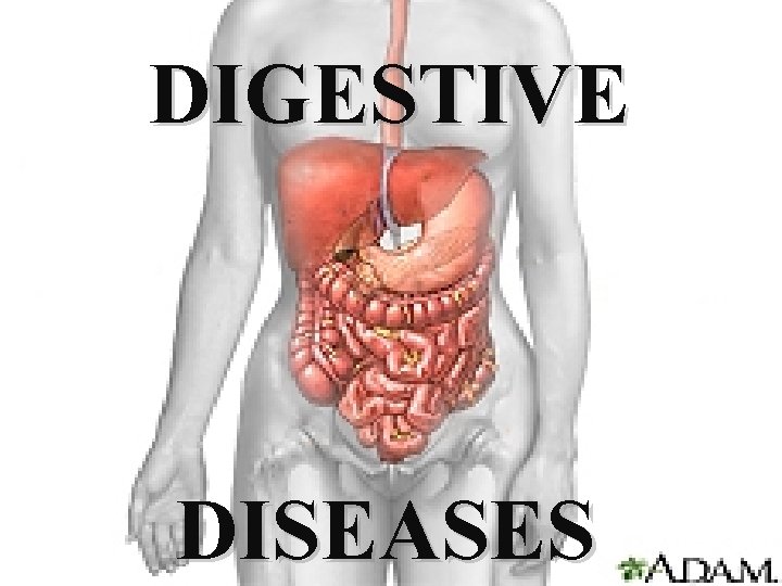 DIGESTIVE DISEASES 