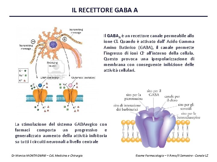 IL RECETTORE GABA A Il GABAA è un recettore canale permeabile allo ione Cl.