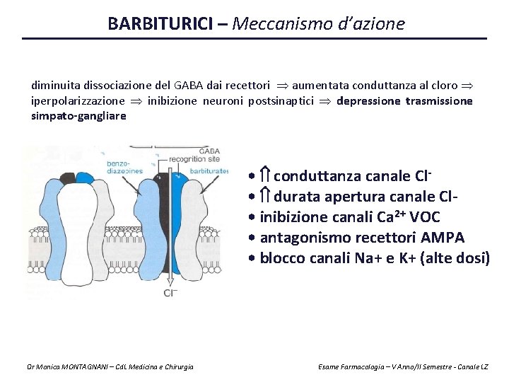 BARBITURICI – Meccanismo d’azione diminuita dissociazione del GABA dai recettori aumentata conduttanza al cloro