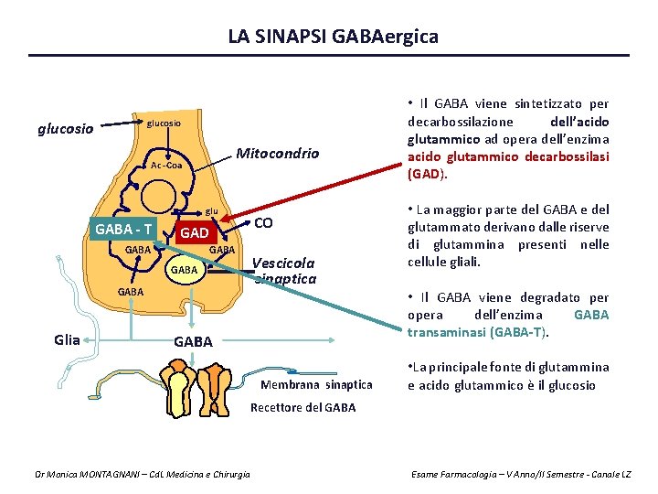 LA SINAPSI GABAergica glucosio Mitocondrio Ac -Coa glu GABA --TT CO GAD GABA Vescicola