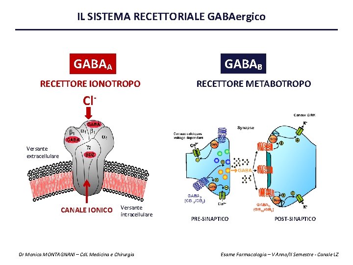 IL SISTEMA RECETTORIALE GABAergico GABAA GABAB RECETTORE IONOTROPO RECETTORE METABOTROPO Cl- Versante extracellulare CANALE