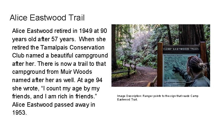 Alice Eastwood Trail Alice Eastwood retired in 1949 at 90 years old after 57