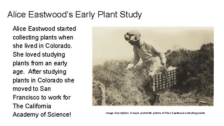 Alice Eastwood’s Early Plant Study Alice Eastwood started collecting plants when she lived in