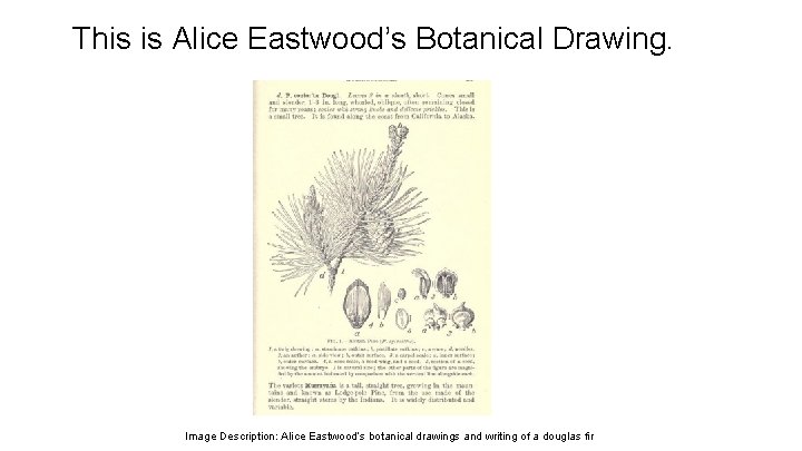 This is Alice Eastwood’s Botanical Drawing. Image Description: Alice Eastwood’s botanical drawings and writing