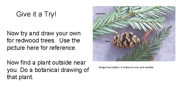 Give it a Try! Now try and draw your own for redwood trees. Use