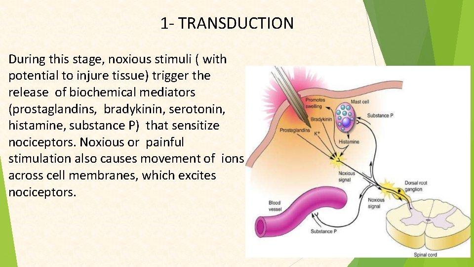 1 - TRANSDUCTION During this stage, noxious stimuli ( with potential to injure tissue)