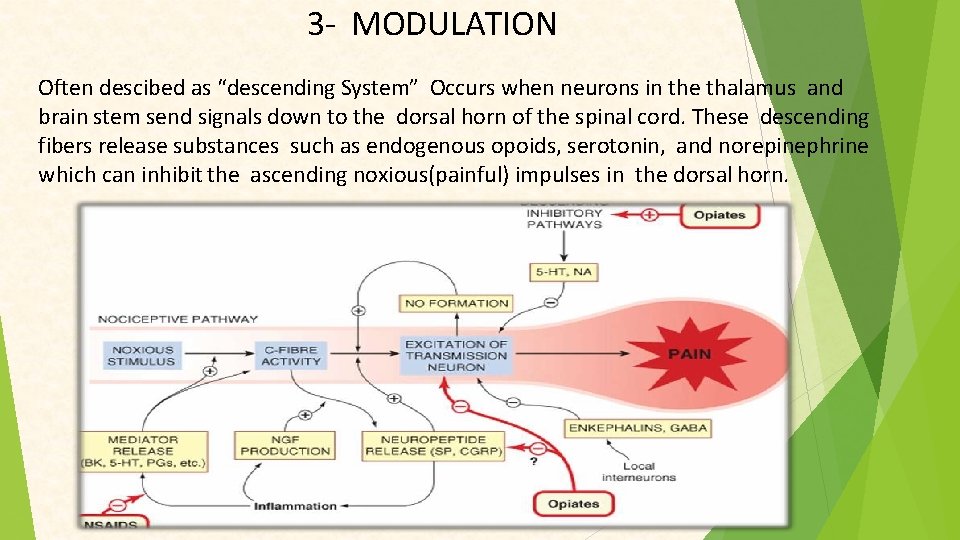 3 - MODULATION Often descibed as “descending System” Occurs when neurons in the thalamus