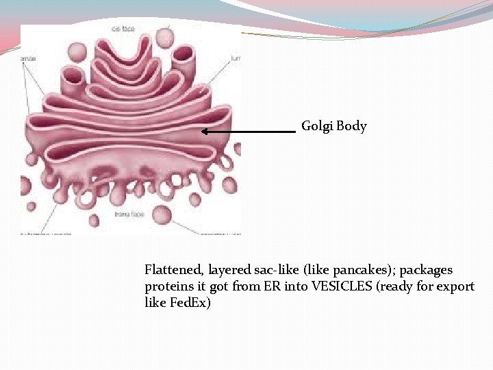 Golgi Body Flattened, layered sac-like (like pancakes); packages proteins it got from ER into