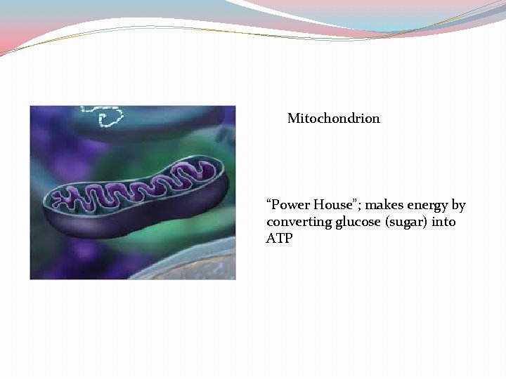 Mitochondrion “Power House”; makes energy by converting glucose (sugar) into ATP 