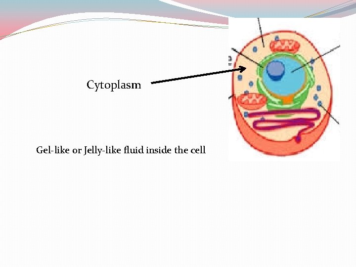 Cytoplasm Gel-like or Jelly-like fluid inside the cell 