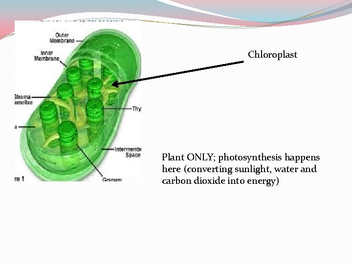 Chloroplast Plant ONLY; photosynthesis happens here (converting sunlight, water and carbon dioxide into energy)