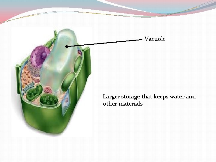 Vacuole Larger storage that keeps water and other materials 