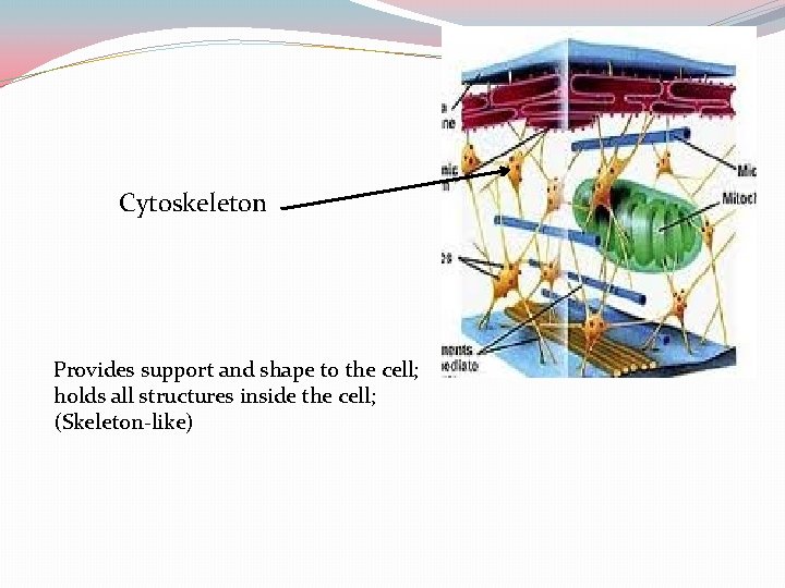Cytoskeleton Provides support and shape to the cell; holds all structures inside the cell;
