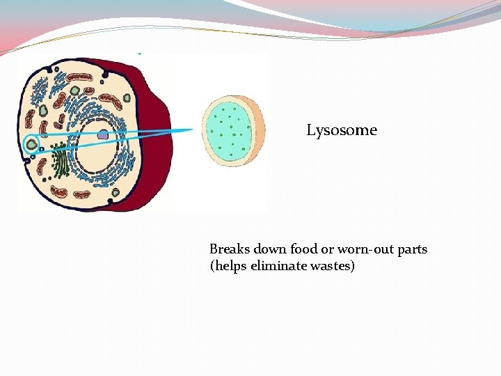 Lysosome Breaks down food or worn-out parts (helps eliminate wastes) 