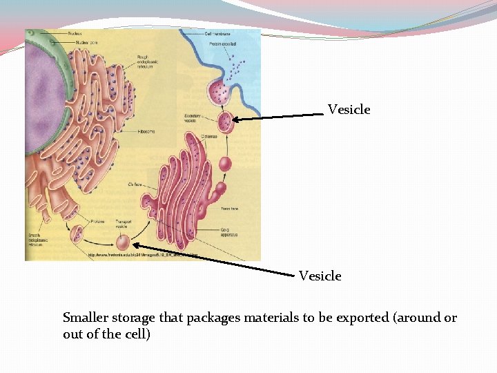 Vesicle Smaller storage that packages materials to be exported (around or out of the