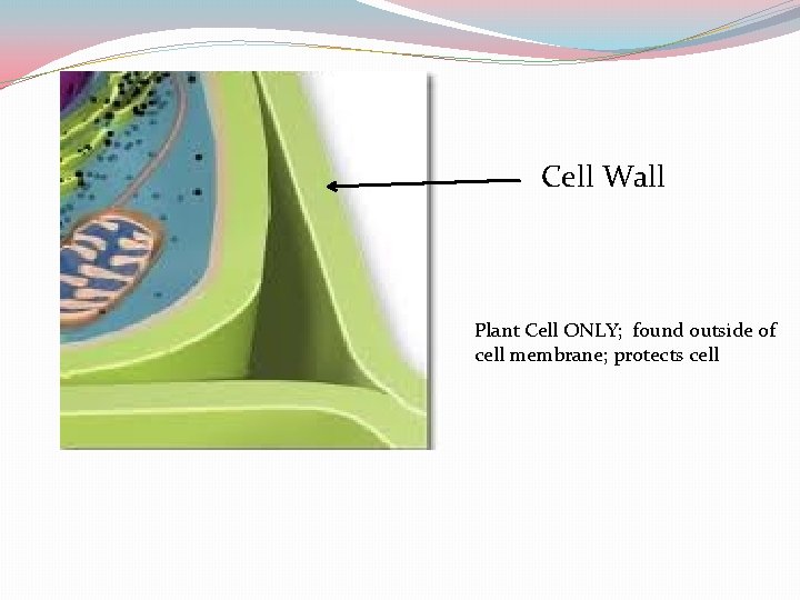 Cell Wall Plant Cell ONLY; found outside of cell membrane; protects cell 