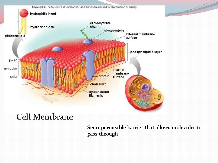 Cell Membrane Semi-permeable barrier that allows molecules to pass through 