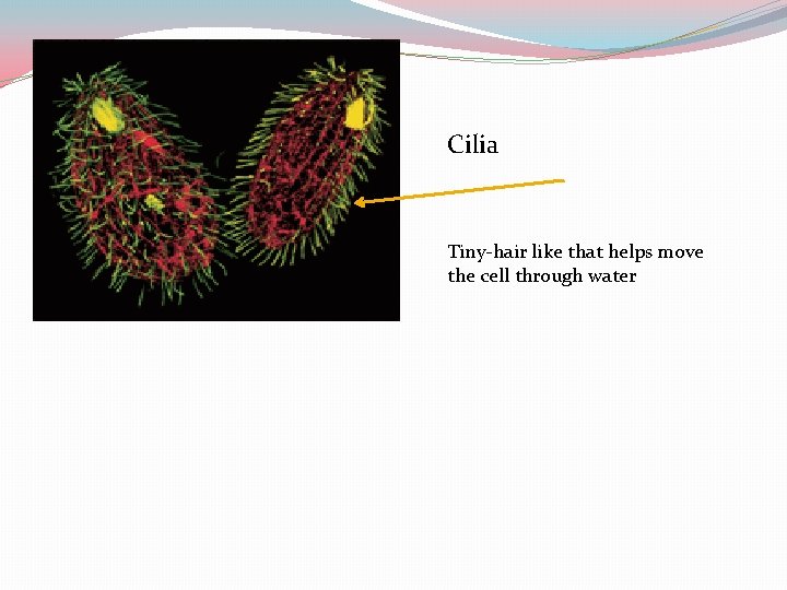 Cilia Tiny-hair like that helps move the cell through water 