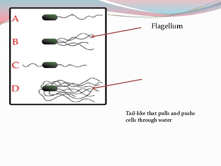 Flagellum Tail-like that pulls and pushs cells through water 