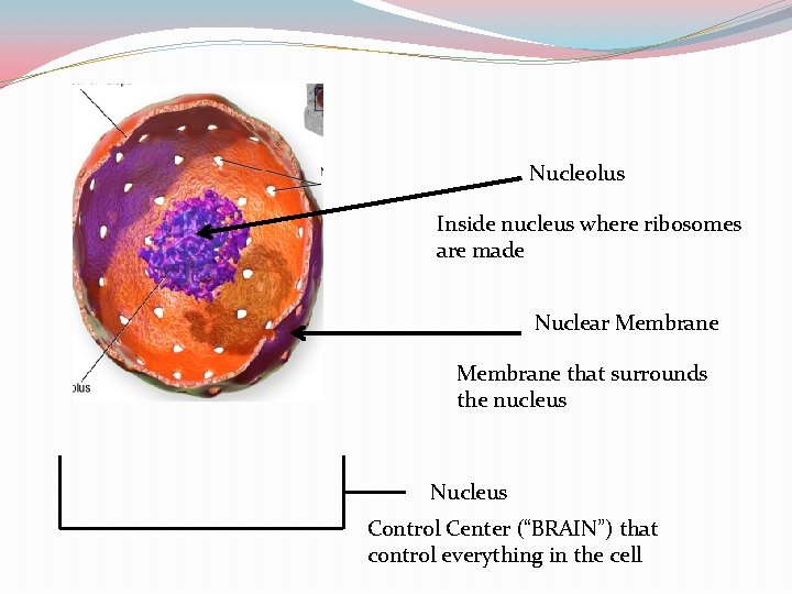 Nucleolus Inside nucleus where ribosomes are made Nuclear Membrane that surrounds the nucleus Nucleus