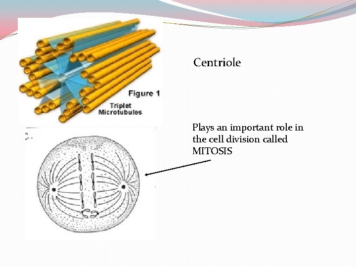 Centriole Plays an important role in the cell division called MITOSIS 