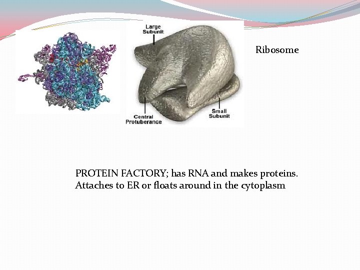 Ribosome PROTEIN FACTORY; has RNA and makes proteins. Attaches to ER or floats around