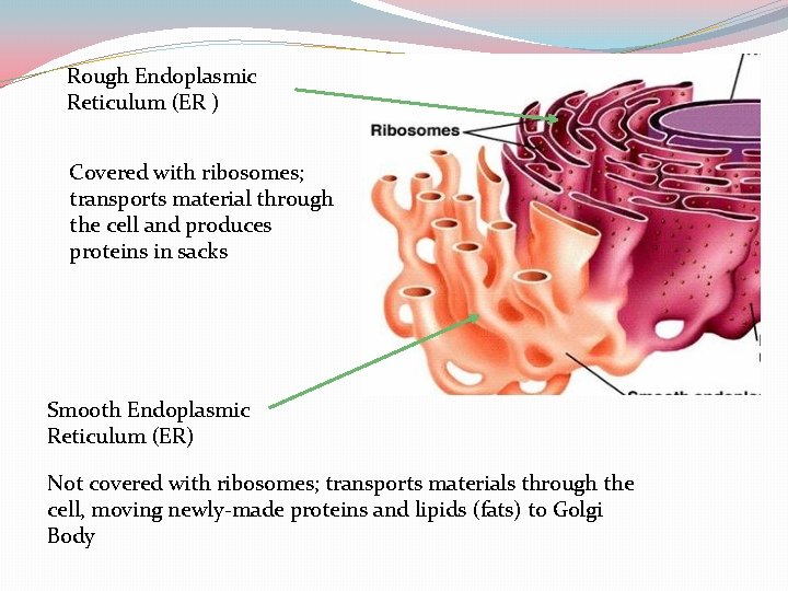 Rough Endoplasmic Reticulum (ER ) Covered with ribosomes; transports material through the cell and