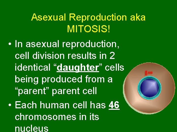 Asexual Reproduction aka MITOSIS! • In asexual reproduction, cell division results in 2 identical