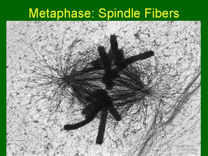 Metaphase: Spindle Fibers 