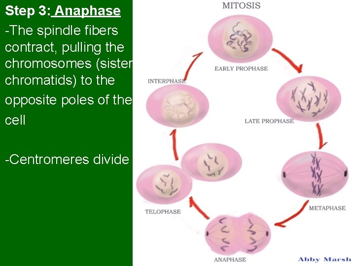 Step 3: Anaphase -The spindle fibers contract, pulling the chromosomes (sister chromatids) to the