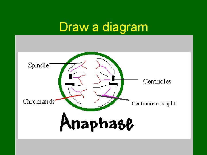 Draw a diagram Be sure to include: 1. 2. 3. 4. Sister chromatids Spindle