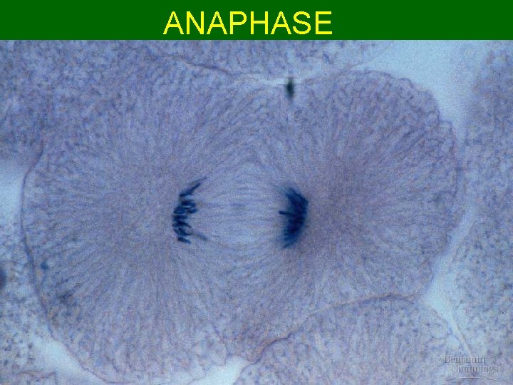 ANAPHASE 