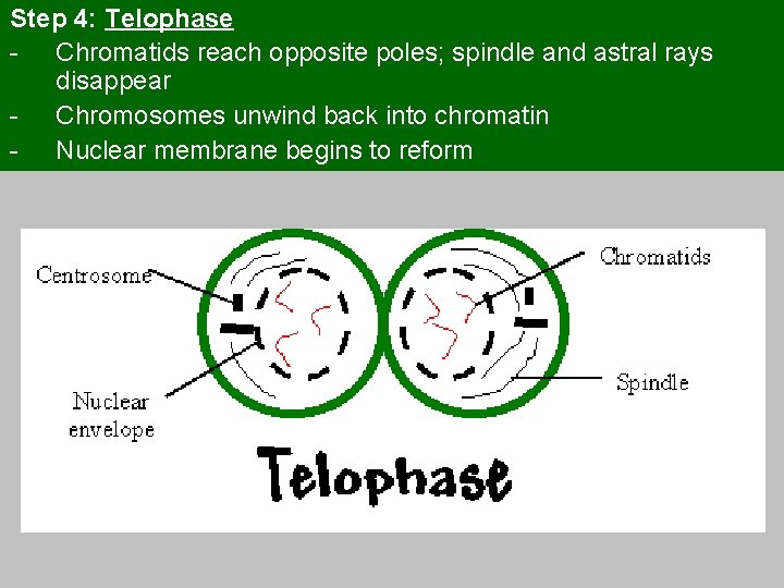 Step 4: Telophase - Chromatids reach opposite poles; spindle and astral rays disappear -