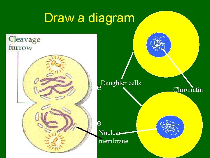 Draw a diagram • Be sure to liable: Part A: • Cleavage furrow Daughter