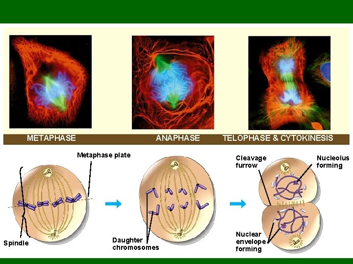 METAPHASE ANAPHASE Metaphase plate Spindle Daughter chromosomes TELOPHASE & CYTOKINESIS Cleavage furrow Nuclear envelope