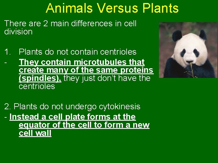 Animals Versus Plants There are 2 main differences in cell division 1. Plants do