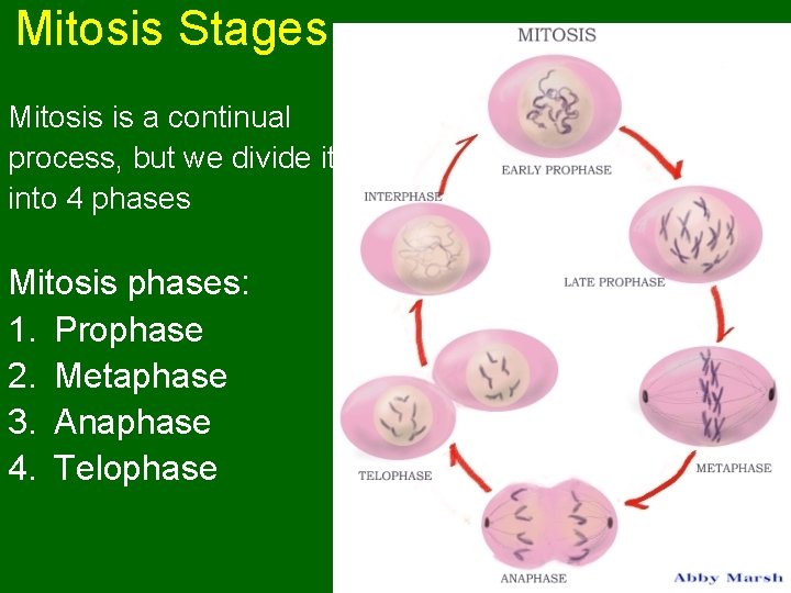 Mitosis Stages Mitosis is a continual process, but we divide it into 4 phases