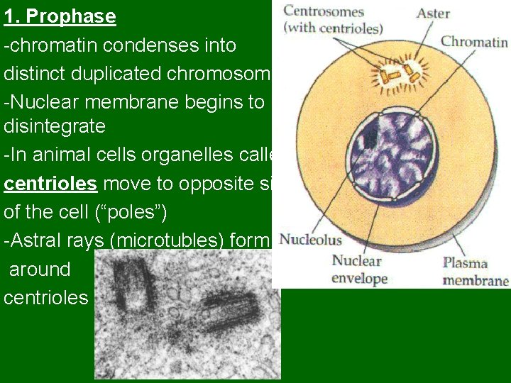 1. Prophase -chromatin condenses into distinct duplicated chromosomes -Nuclear membrane begins to disintegrate -In