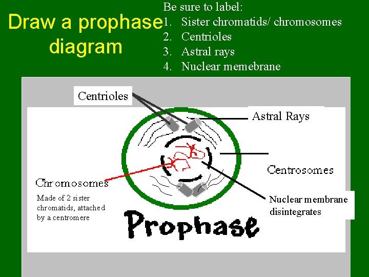 Be sure to label: 1. Sister chromatids/ chromosomes 2. Centrioles 3. Astral rays 4.