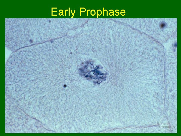 Early Prophase 