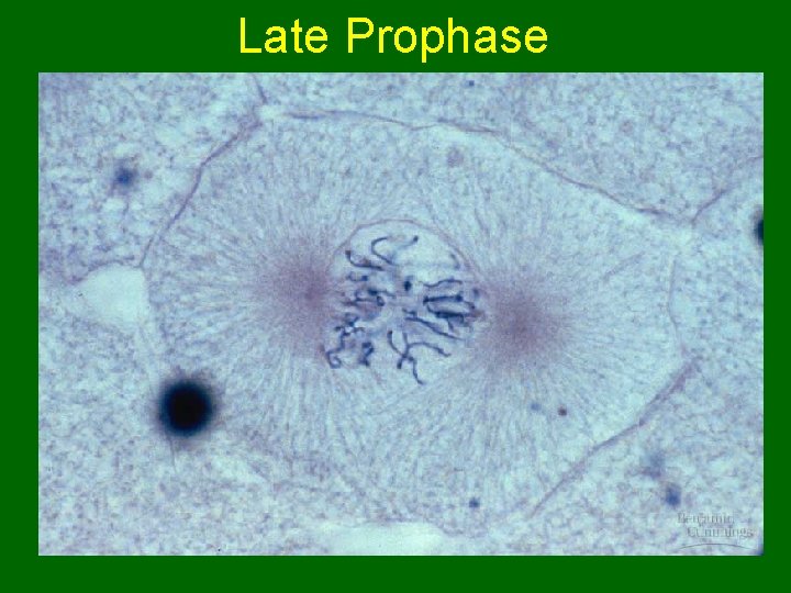 Late Prophase 