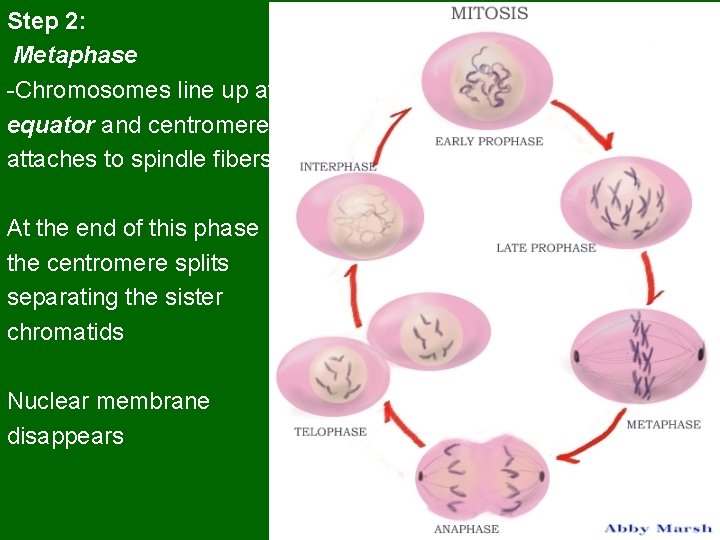 Step 2: Metaphase -Chromosomes line up at equator and centromere attaches to spindle fibers