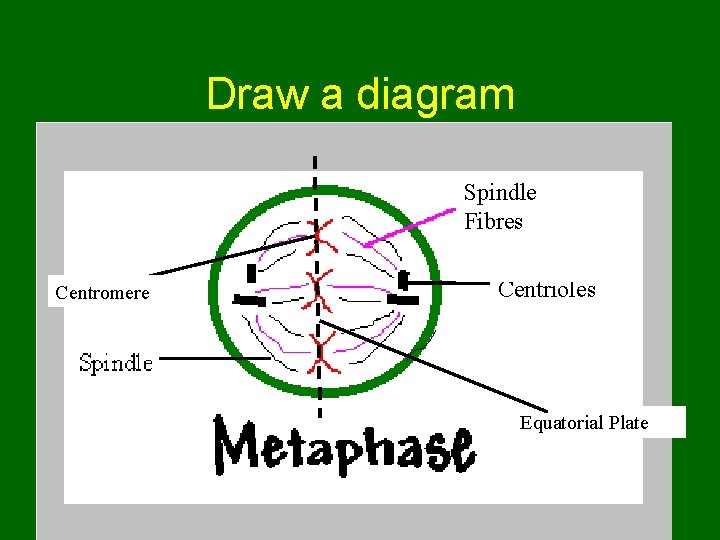 Draw a diagram Be sure to label: 1. Centromere 2. Equatorial plate Centromere 3.