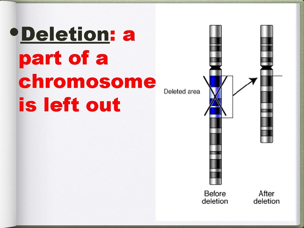  • Deletion: a part of a chromosome is left out 