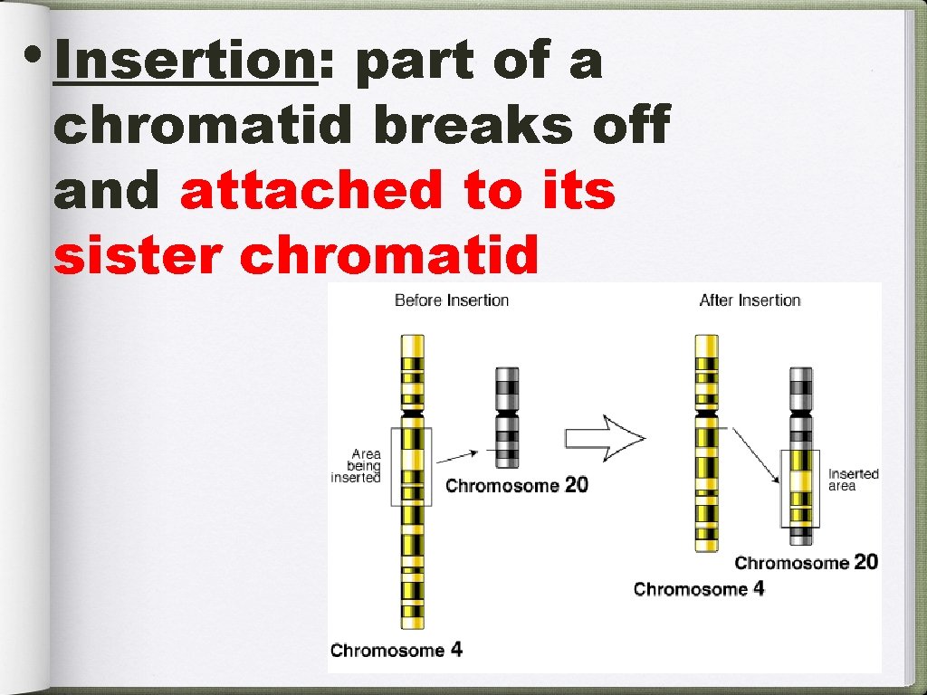  • Insertion: part of a chromatid breaks off and attached to its sister